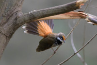 Rufous Fantail