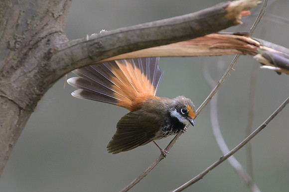 Rufous Fantail
