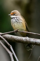 Rufous Fantail