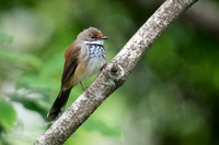 Rufous Fantail