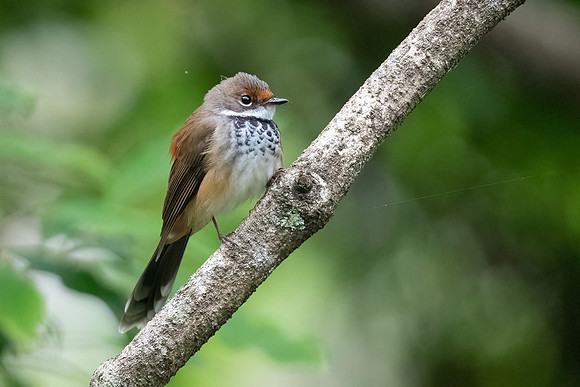 Rufous Fantail