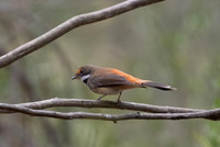 Rufous Fantail