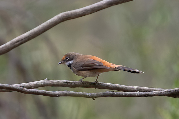 Rufous Fantail