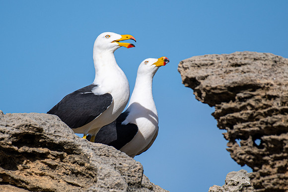 Pacific Gull