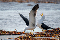 Pacific Gull
