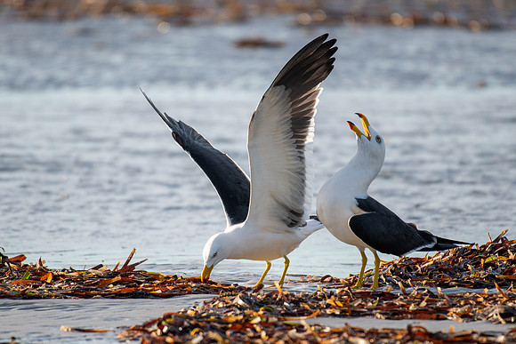 Pacific Gull