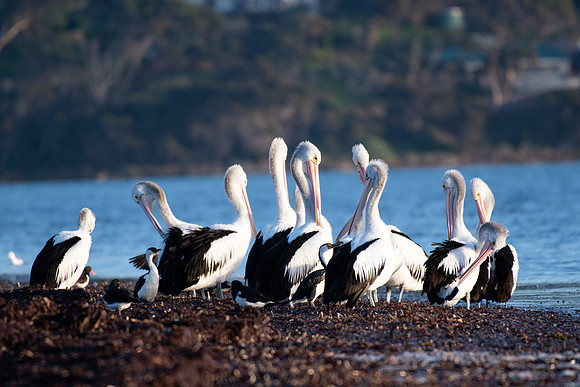 Australian Pelican