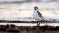 Red-capped Plover