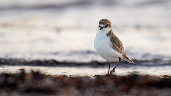 Red-capped Plover
