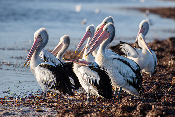 Australian Pelican