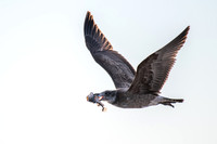 Pacific Gull