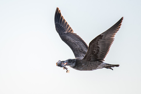Pacific Gull