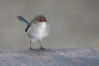 Superb Fairy-wren