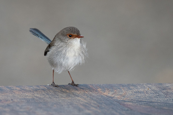 Superb Fairy-wren