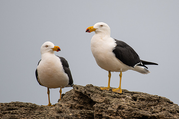 Pacific Gull