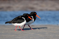 Pied Oystercatcher