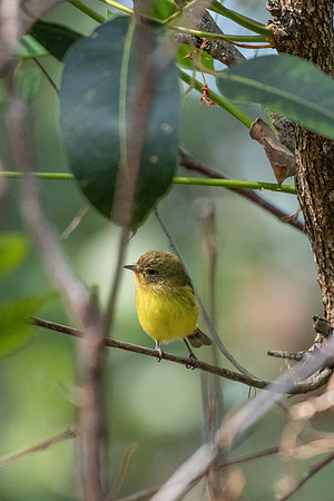 Yellow Thornbill