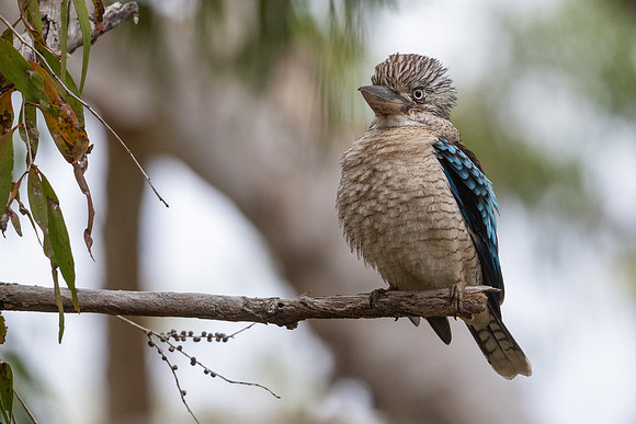 Blue-winged Kookaburra