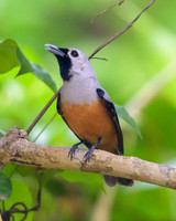 Black-winged Monarch