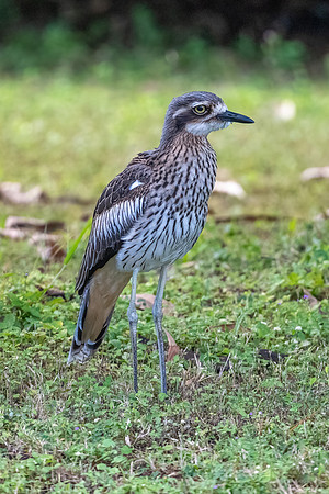 Beach stone-curlew