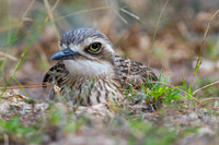 Beach stone-curlew