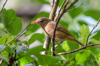 Little Shrike-thrush