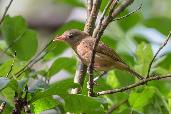 Little Shrike-thrush