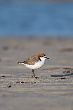 Red-capped Plover