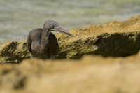 Eastern Reef Egret