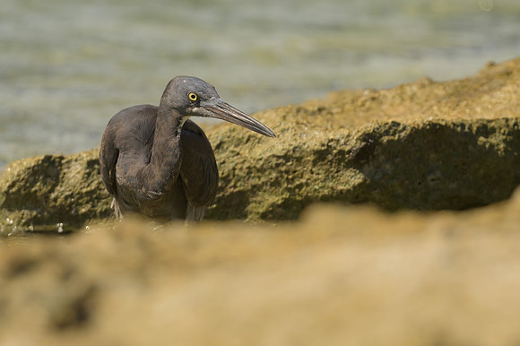 Eastern Reef Egret