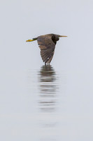 Eastern Reef Egret