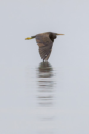 Eastern Reef Egret