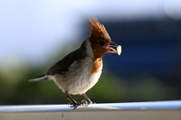 Red-crested Cardinal