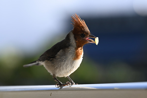 Red-crested Cardinal