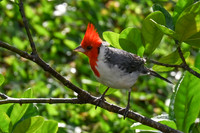 Red-crested Cardinal