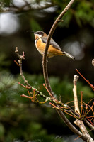 Eastern Spinebill
