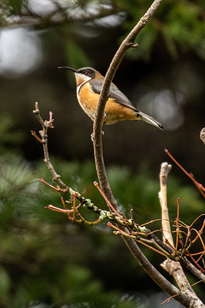 Eastern Spinebill