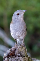 Grey Shrike-thrush