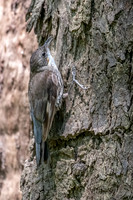 White-throated Treecreeper