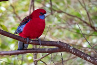 Crimson Rosella