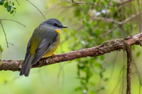 Eastern Yellow Robin
