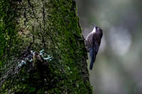 White-throated Treecreeper