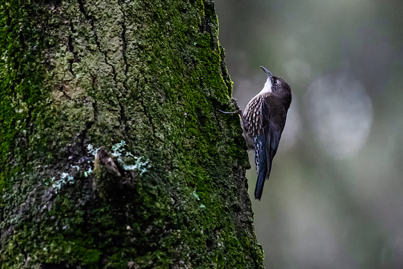 White-throated Treecreeper