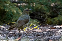 Satin Bowerbird