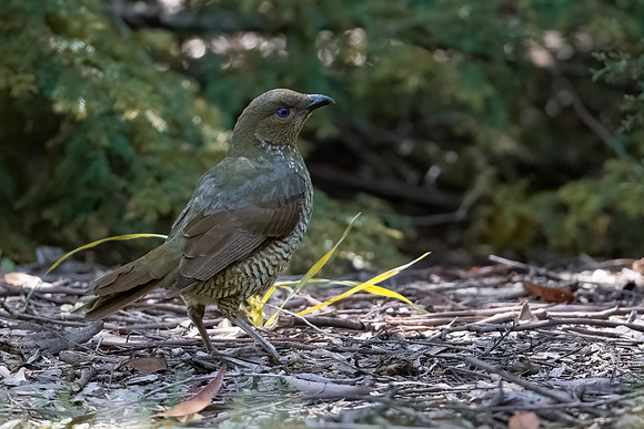 Satin Bowerbird