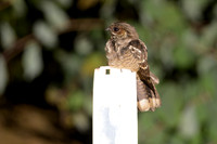 Large-tailed Nightjar