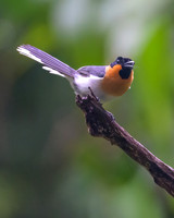 Spectacled Monarch