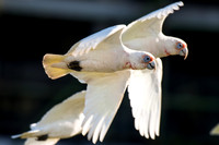 Long-billed Corella