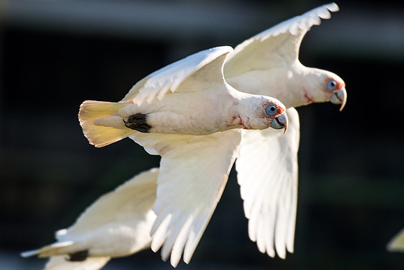 Long-billed Corella