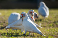 Long-billed Corella